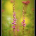 ... Blutweiderich mit Bokeh von Dost- & Felberichblüten 