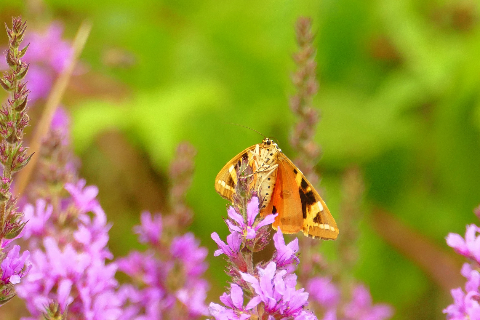 °°°° Blutweiderich mit Schmetterling °°°°