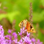 °°°° Blutweiderich mit Schmetterling °°°°