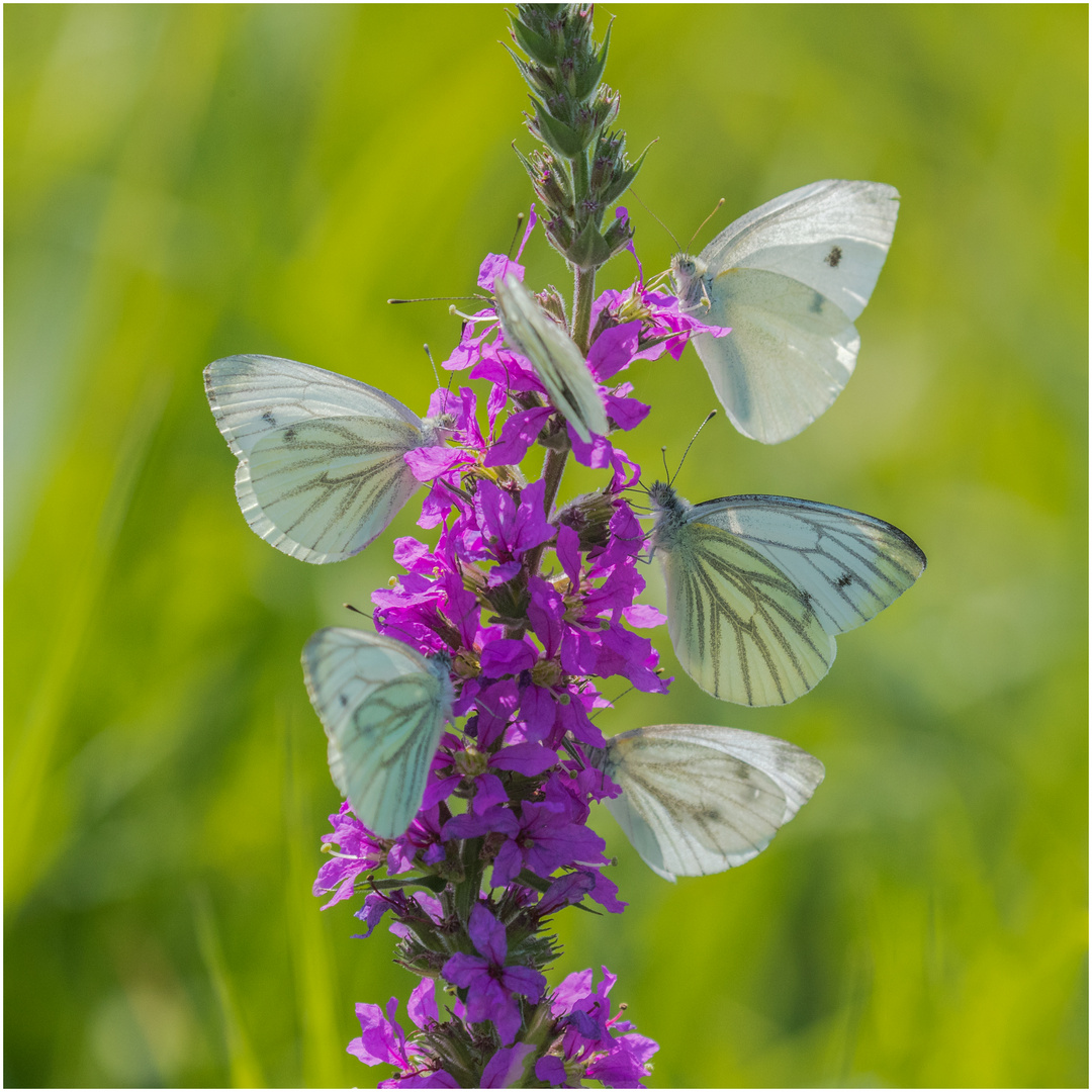 Blutweiderich, Treffpunkt für Grünaderweißlinge - Pieris napi -