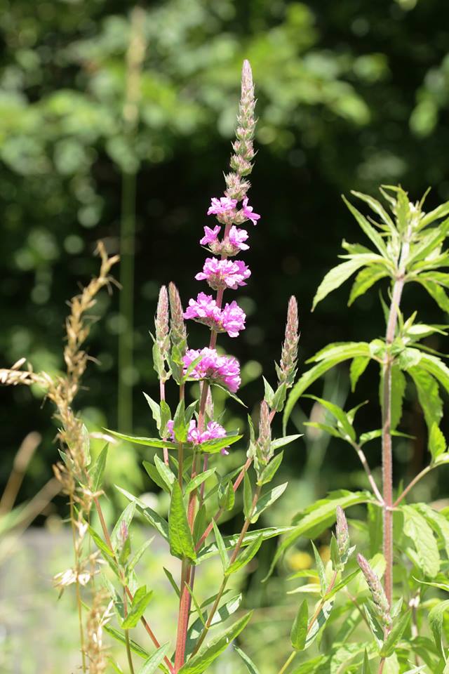 Blutweiderich(Lythrum salicaria)