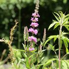 Blutweiderich(Lythrum salicaria)