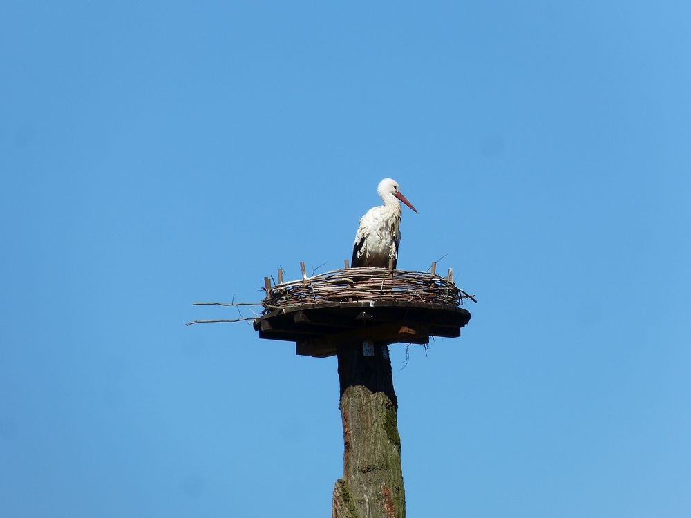 Blutwiesenstorch, Platzhalter fürs neue Storchennest