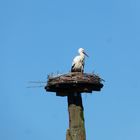 Blutwiesenstorch, Platzhalter fürs neue Storchennest