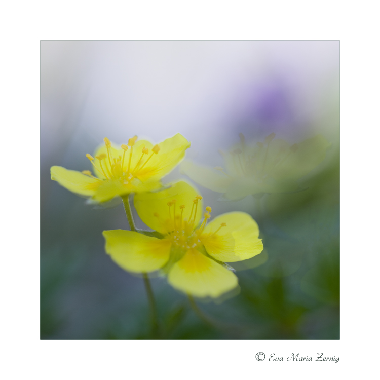 Blutwurz (Potentilla erecta)