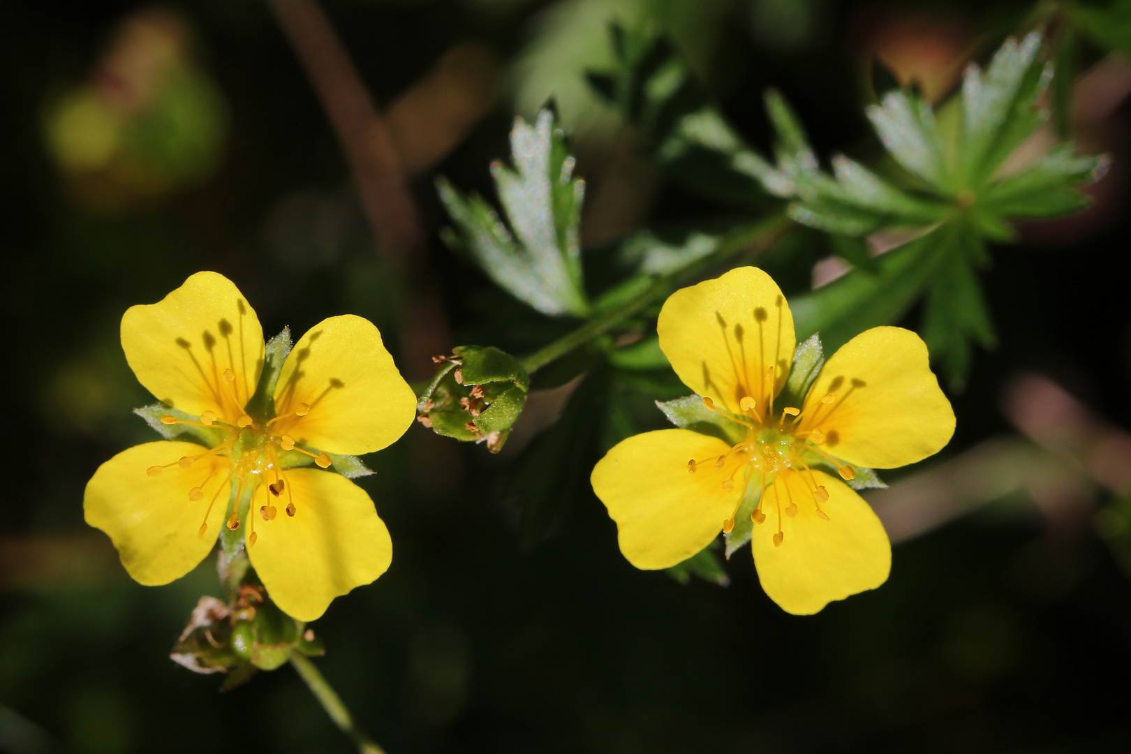 Blutwurz (Potentilla erecta) (2016_08_24_EOS 6D_7925_ji)