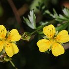 Blutwurz (Potentilla erecta) (2016_08_24_EOS 6D_7925_ji)