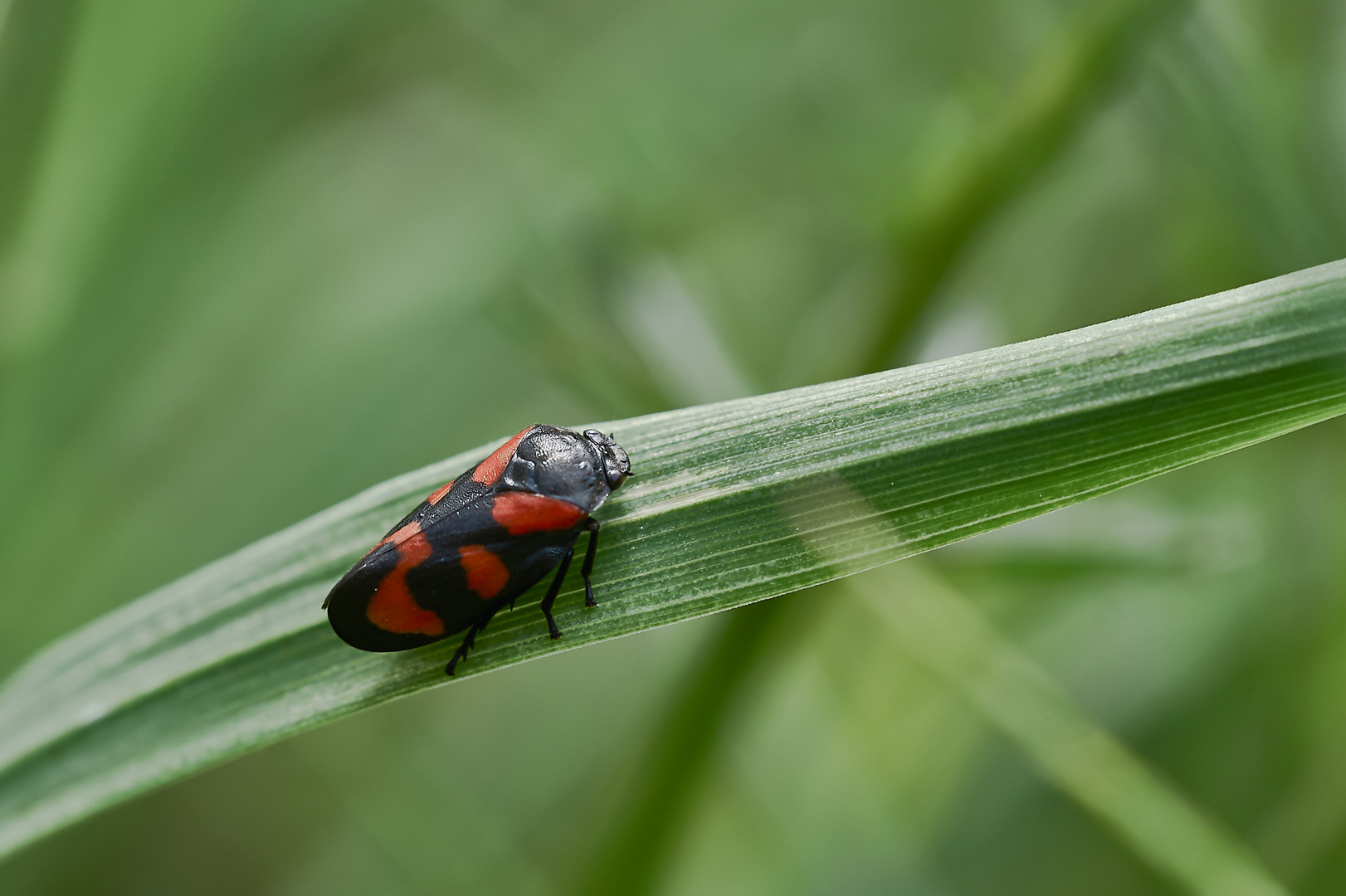 Blutzikade Foto & Bild natur, insekten, tiere Bilder auf