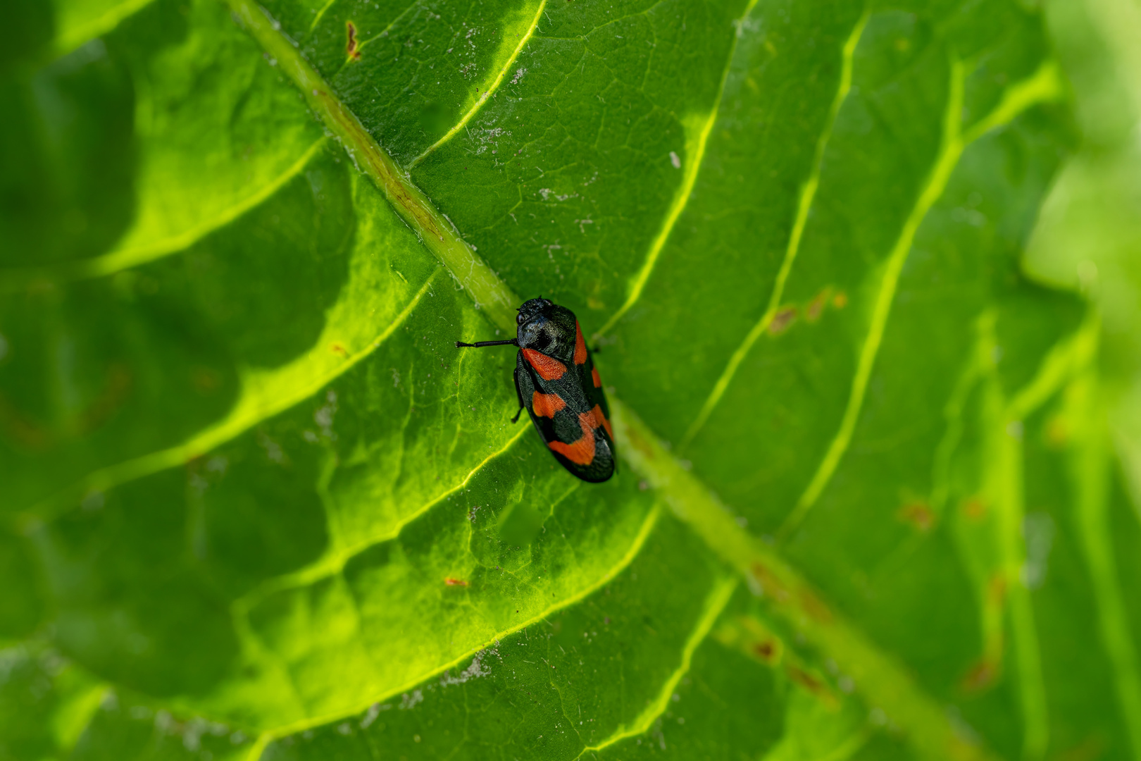 Blutzikade auf Blatt