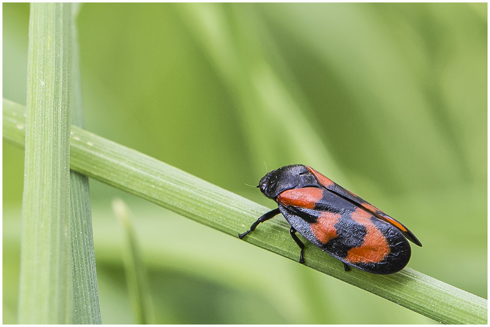 Blutzikade (Cercopidae)