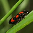 Blutzikade - Cercopis vulnerata