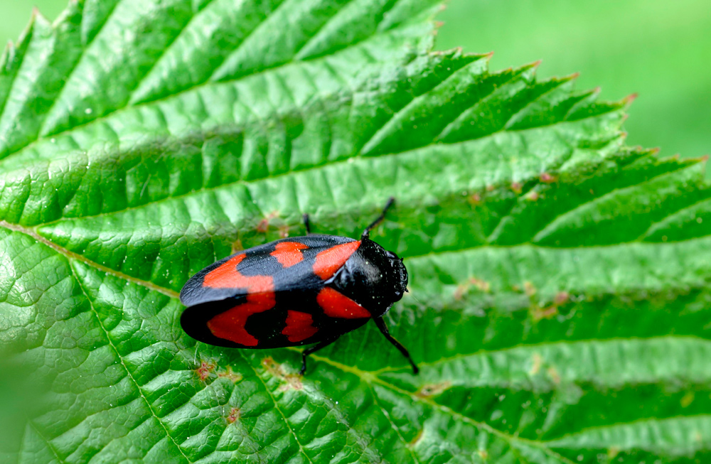 Blutzikade (cercopis vulnerata)....