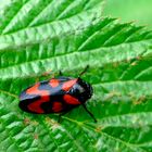 Blutzikade (cercopis vulnerata)....