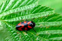 Blutzikade (cercopis vulnerata)....