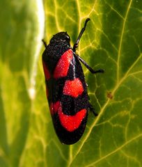 Blutzikade-Cercopis vulnerata