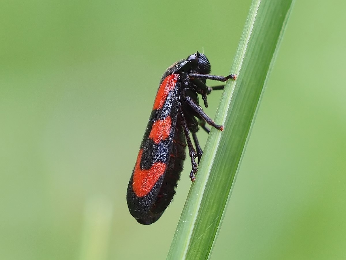 Blutzikade-(Cercopis vulnerata)