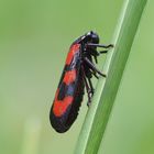 Blutzikade-(Cercopis vulnerata)