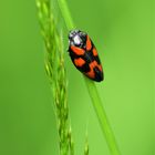 Blutzikade (Cercopis vulnerata)