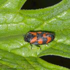 Blutzikade (Cercopis vulnerata)