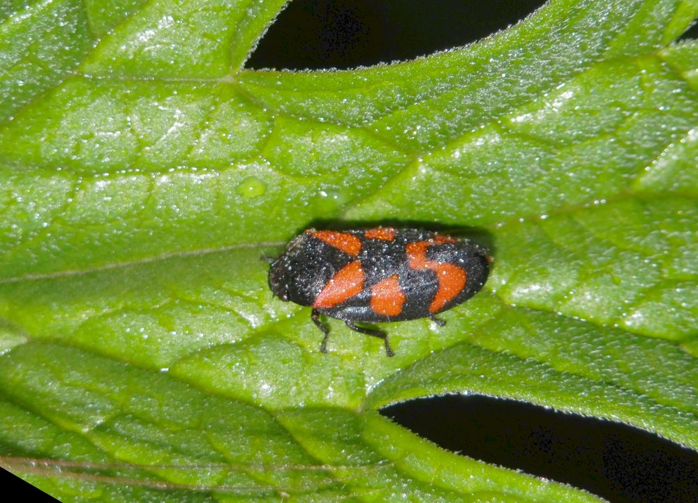 Blutzikade (Cercopis vulnerata)