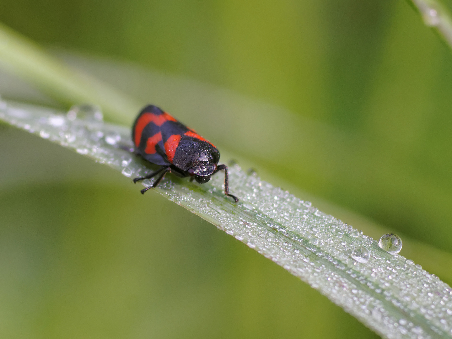 Blutzikade mit Wassertropfen