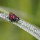 Blutzikade mit Wassertropfen