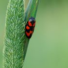 Blutzikade wartet geduldig auf die ersten Sonnenstrahlen