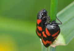 Blutzikaden (Cercopidae)