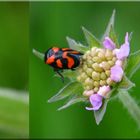 Blutzikaden (Cercopidae)Collage