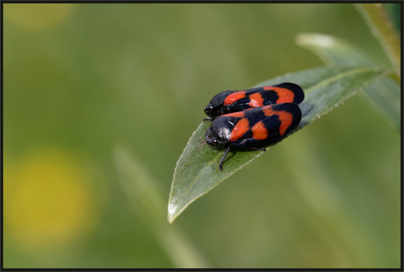 Blutzikaden (Cercopis vulnerata)