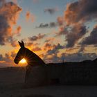 Blåvand Bunker Mules