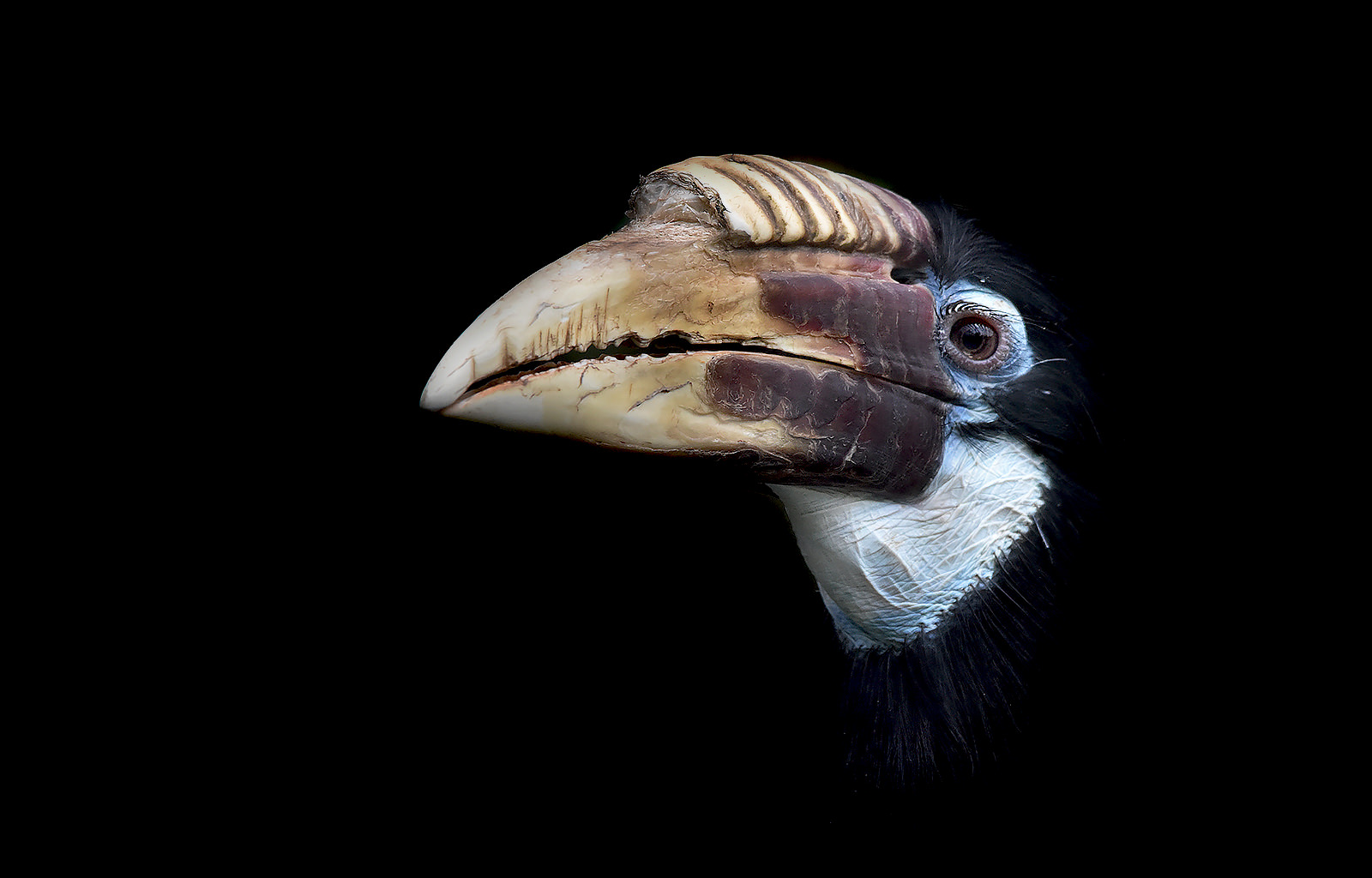 Blyth's hornbill (female) portrait - CLK