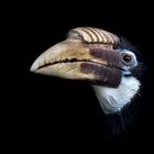 Blyth's hornbill (female) portrait - CLK