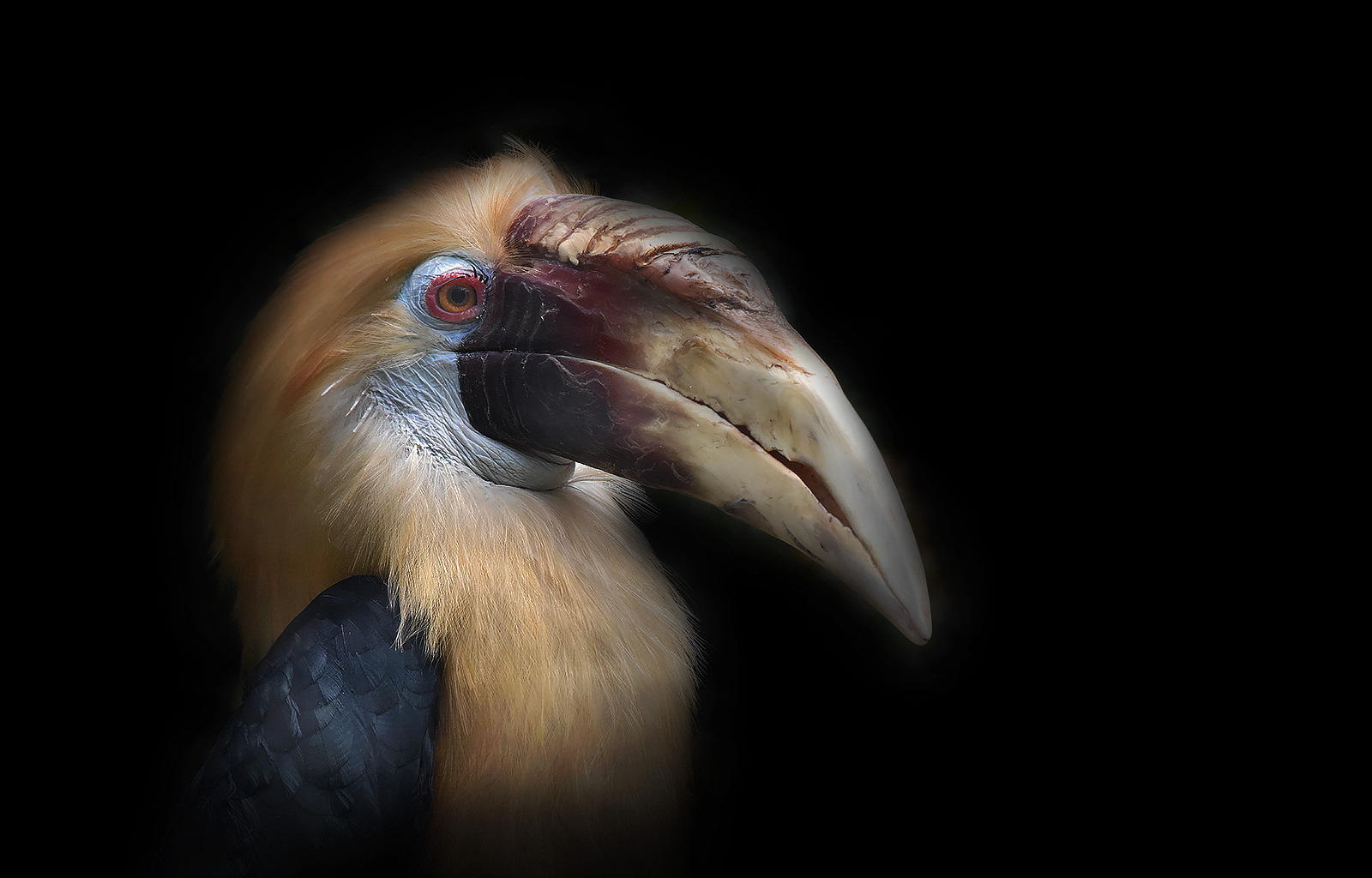 Blyth's hornbill (male) portrait - CLK