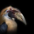 Blyth's hornbill (male) portrait - CLK