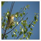 Blyth's Reed Warbler (Acrocephalus dumetorum)