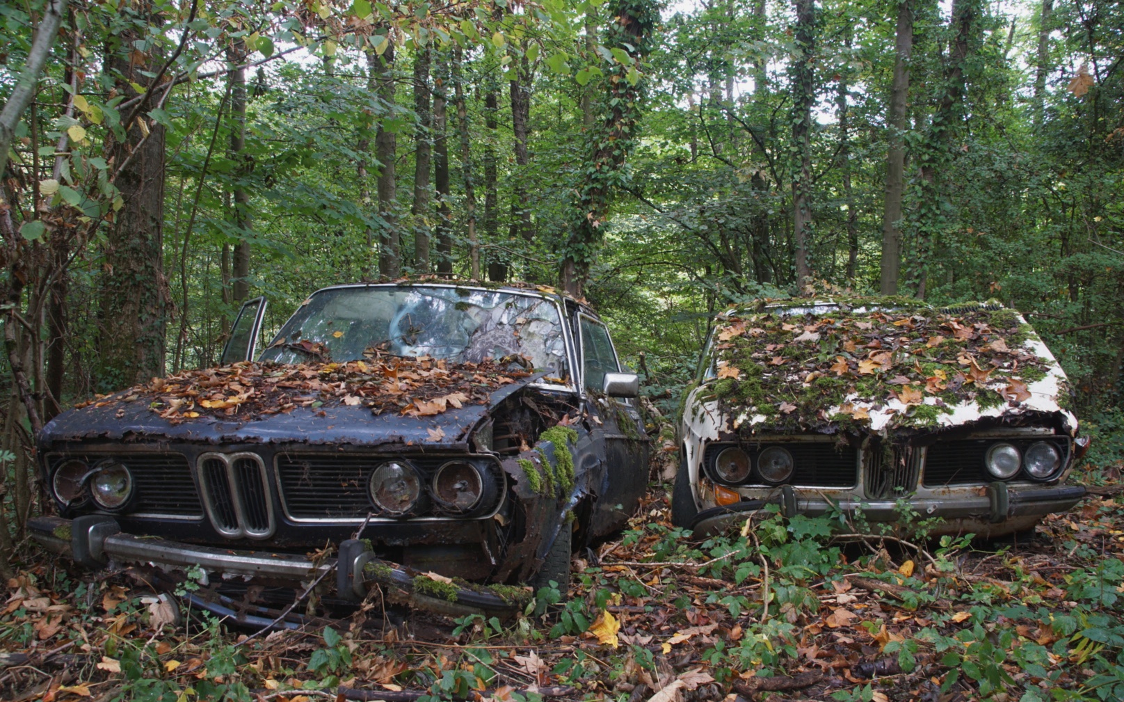 BMW in the wood