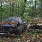 BMW in the wood