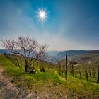 Bnätesse Blick im Frühling