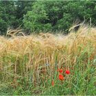 BNC (Blé, Nigelle, Coquelicots) pour BA