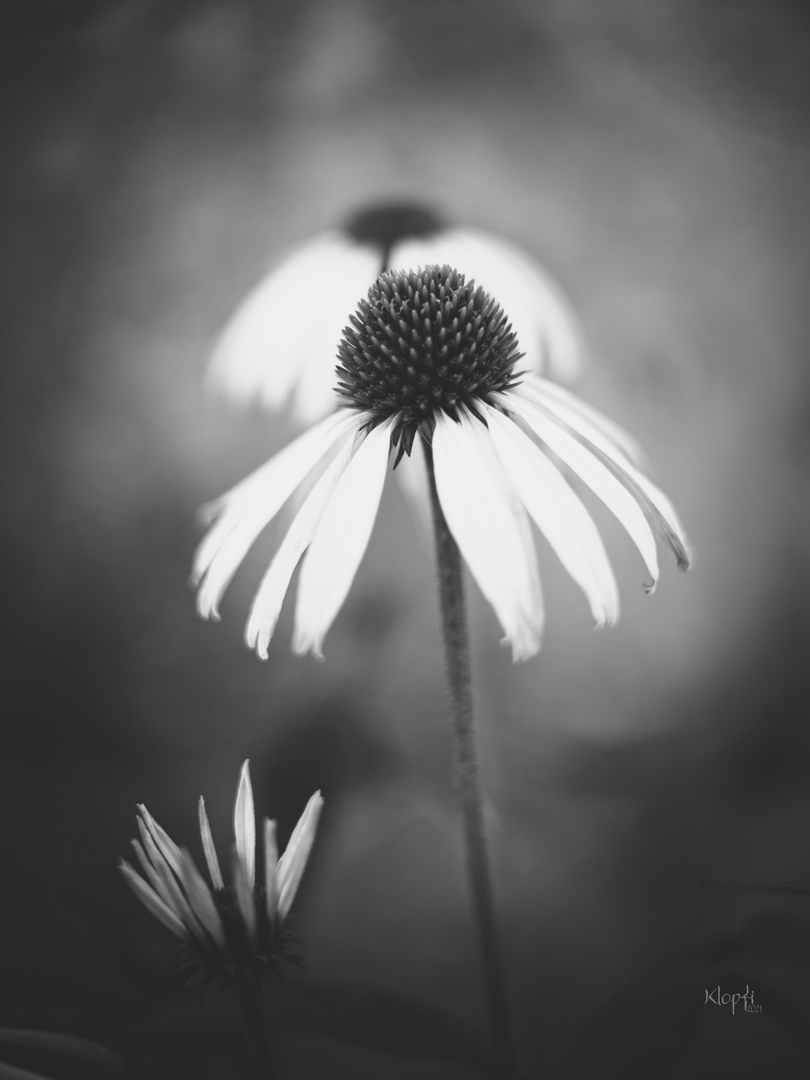 bnw flower