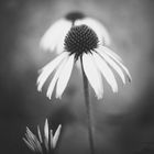 bnw flower