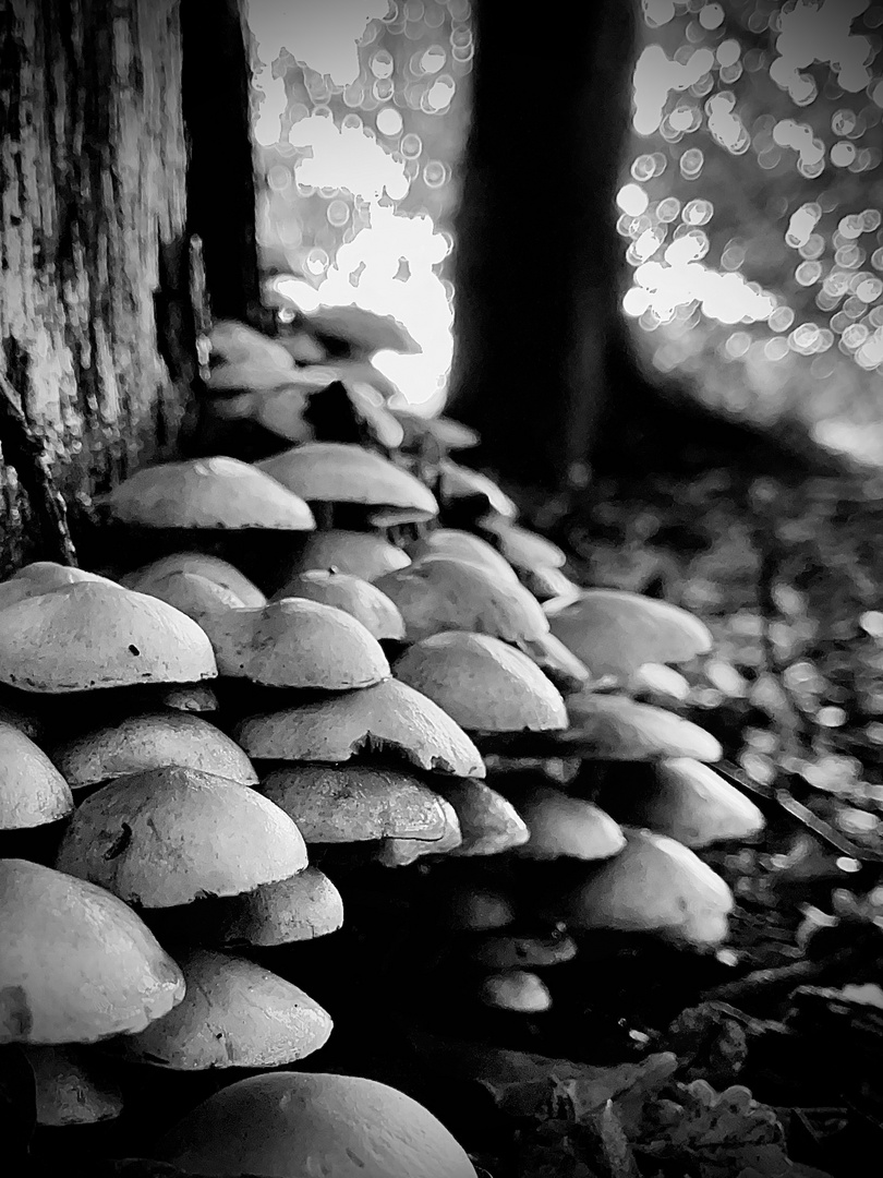 BnW Shrooms in northern Germany 