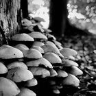 BnW Shrooms in northern Germany 