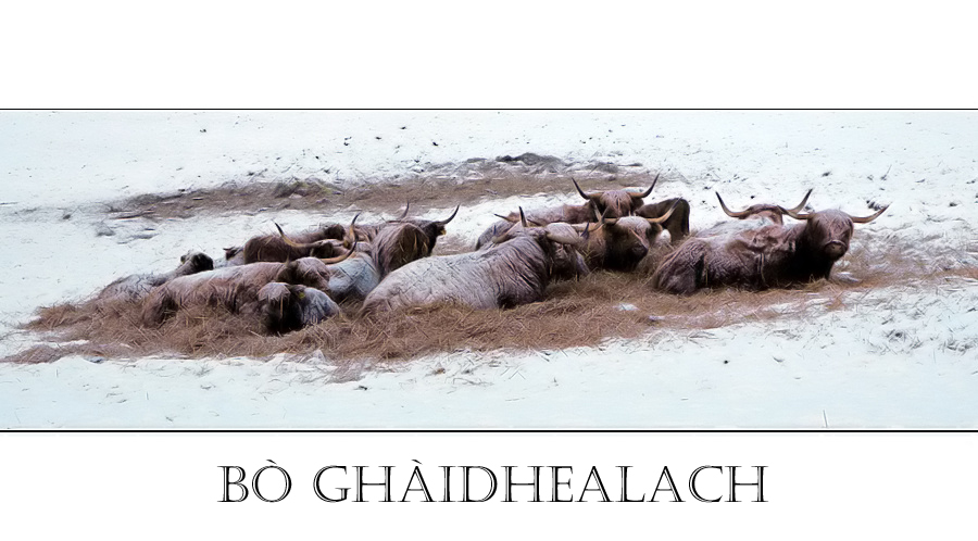 Bò Ghàidhealach