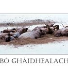 Bò Ghàidhealach