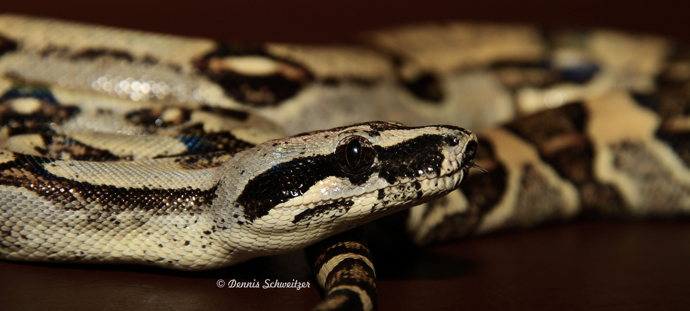 Boa c. Longicauda