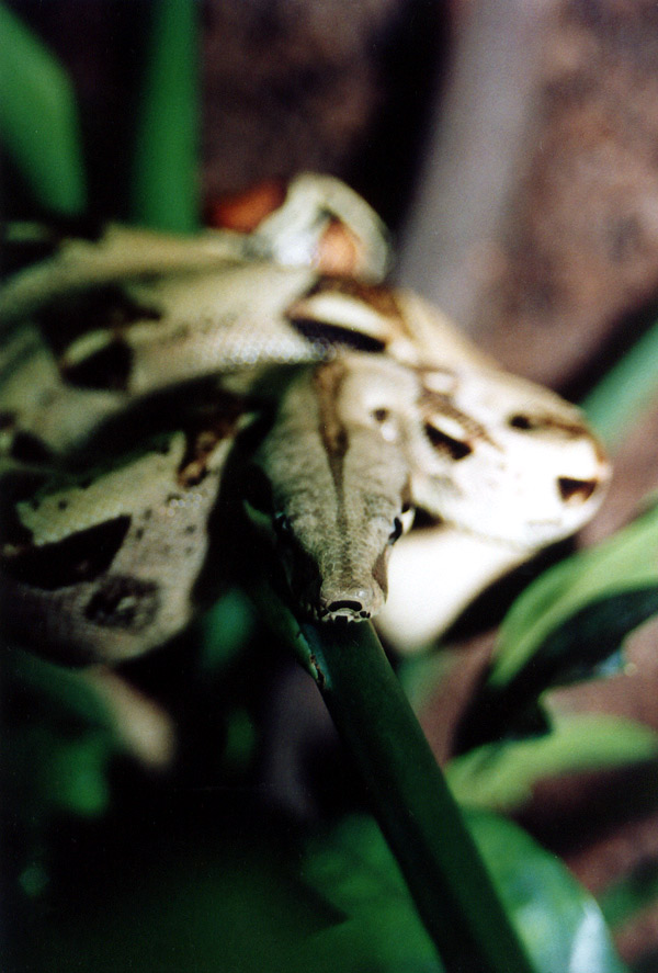 Boa constrictor