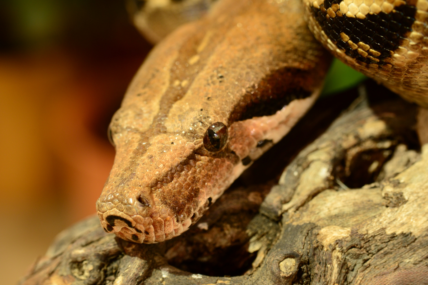 Boa Constrictor 1