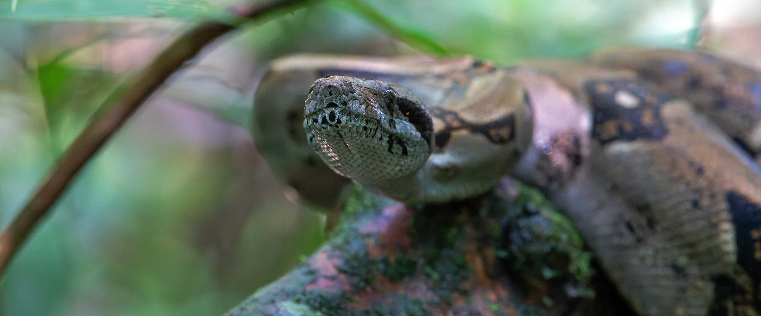 Boa Constrictor